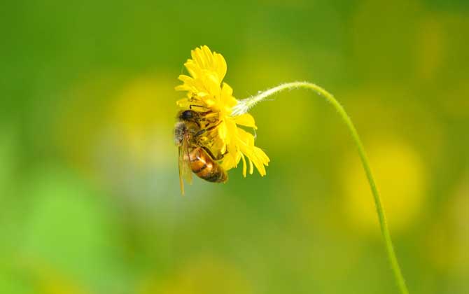 蜜蜂是害虫还是益虫