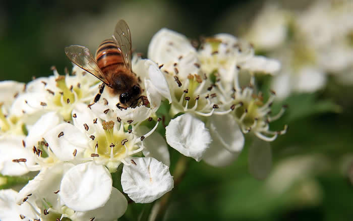【蜜蜂知识】中华蜜蜂在哪里分布