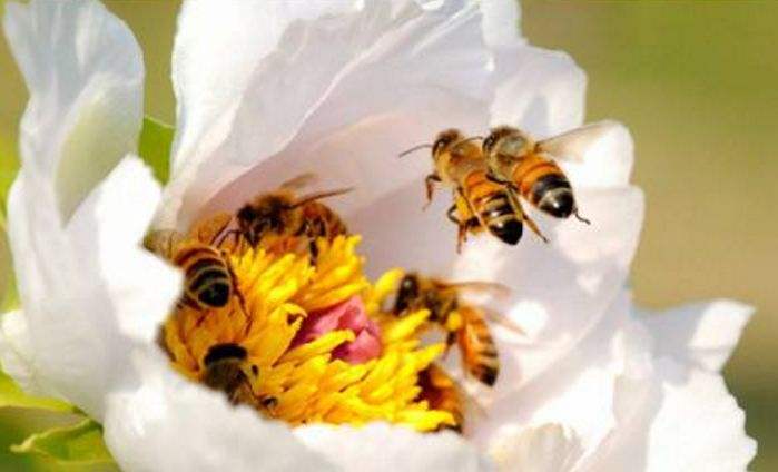 【蜜蜂知识】中华蜜蜂在哪里分布
