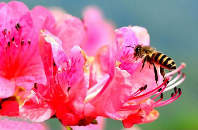 【蜜蜂知识】中华蜜蜂在哪里分布