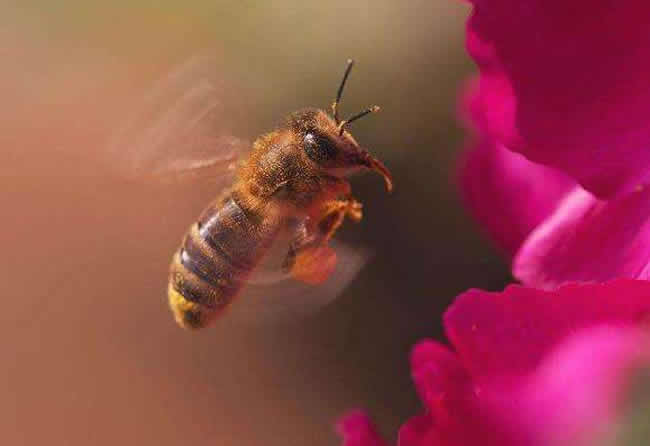 【蜜蜂知识】怎么引来蜜蜂自己养殖
