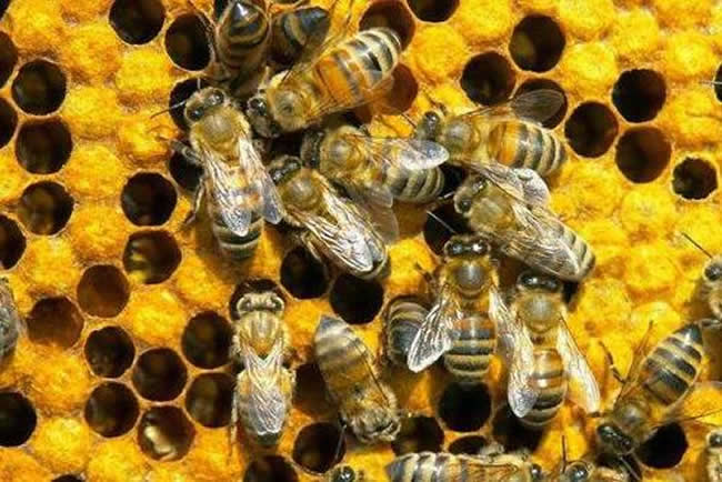 【蜜蜂知识】怎么引来蜜蜂自己养殖