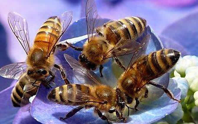 蜜蜂越冬温度最适是多少