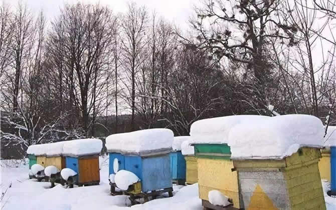 蜜蜂越冬温度最适是多少