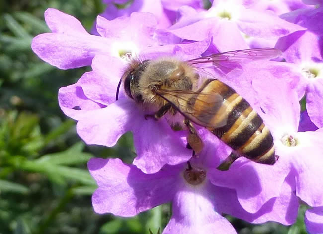 【蜜蜂知识】我国有多少群蜜蜂