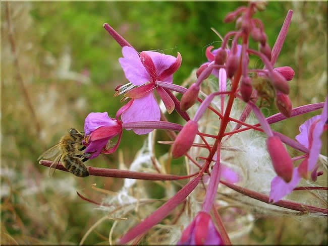 【蜜蜂知识】我国有多少群蜜蜂