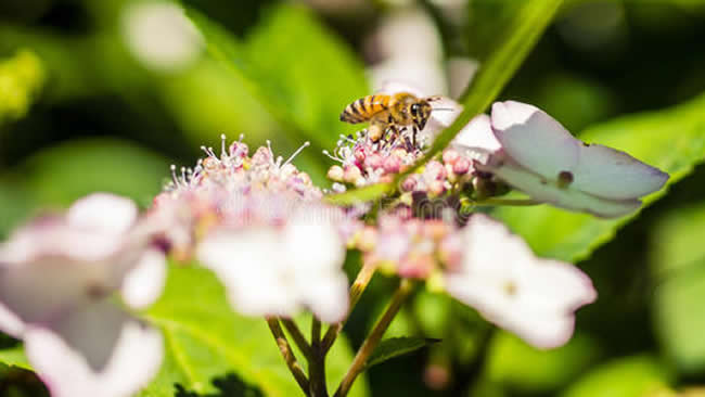 【蜜蜂知识】我国有多少群蜜蜂