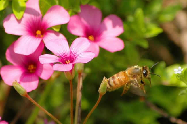 【蜜蜂知识】我国有多少群蜜蜂