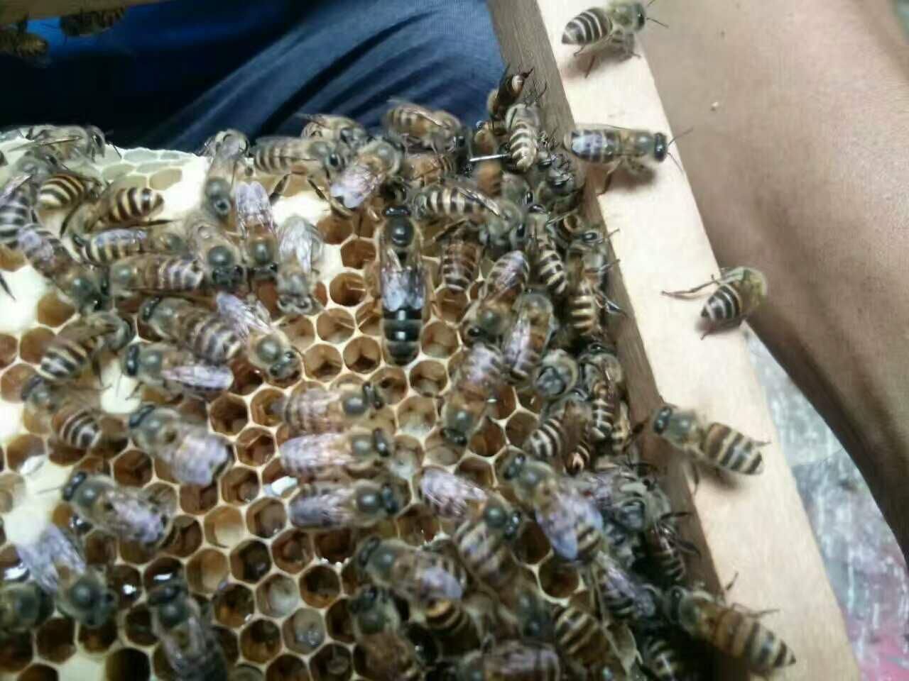 雄蜂比工蜂多是什么意思