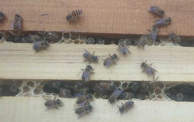 蜂群强群什么意思
