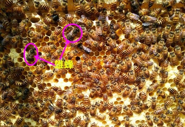 蜜蜂的社会结构是什么（蜜蜂的社会生活）