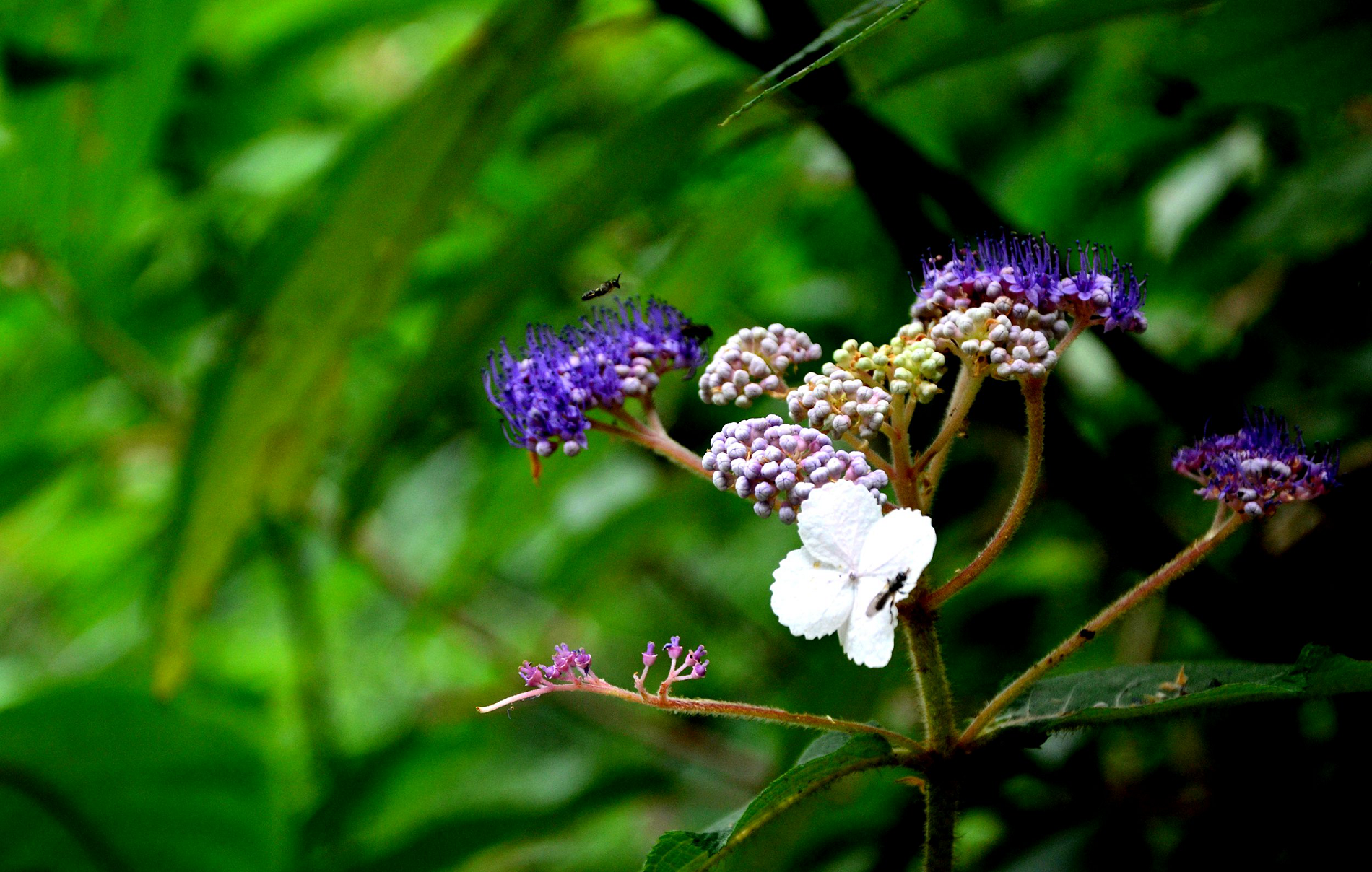 蜜蜂吃花粉有什么作用（蜜蜂喂花粉有什么好处）