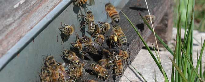 蜜蜂的盗性与什么有关