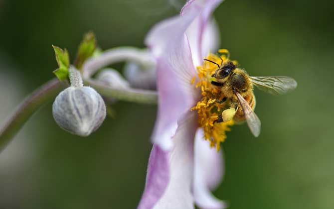 幼年蜂、青年蜂、壮年蜂、老年蜂的区别