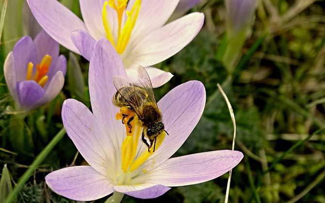 幼年蜂、青年蜂、壮年蜂、老年蜂的区别