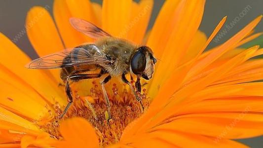 【蜜蜂知识】怎样从蜂团中找到蜂王