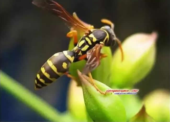 【蜜蜂知识】马蜂和蜜蜂的区别