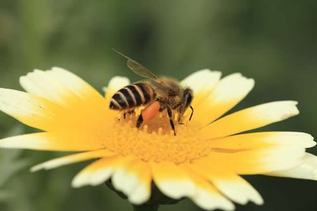 【蜜蜂知识】天气冷了蜜蜂怎样管理