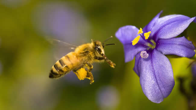【蜜蜂知识】天气冷了蜜蜂怎样管理