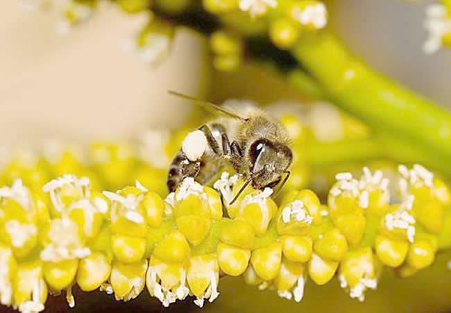 【蜜蜂知识】天气冷了蜜蜂怎样管理