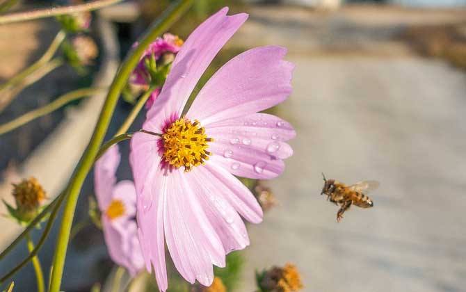 【蜜蜂知识】什么是蜂群崩坏症候群
