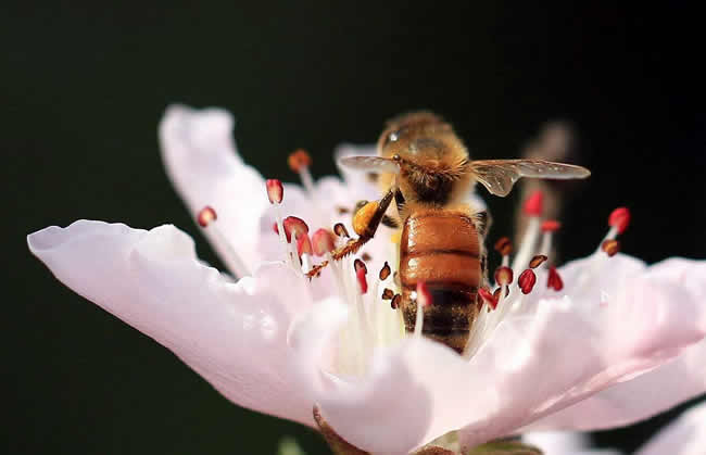 【蜜蜂知识】什么是蜂群崩坏症候群