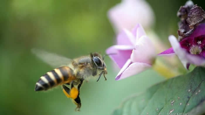 【蜜蜂知识】什么是蜂群崩坏症候群