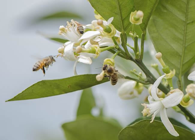 【蜜蜂知识】什么是蜂群崩坏症候群
