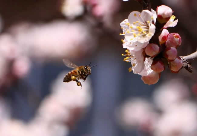 苏拉威西蜂有哪些特点呢
