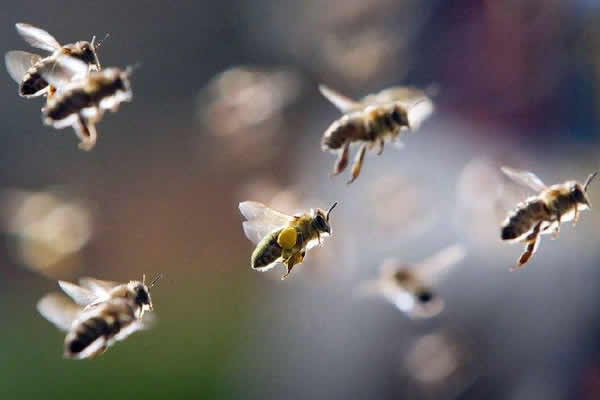 【蜜蜂知识】蜜蜂自然分蜂一年有几次