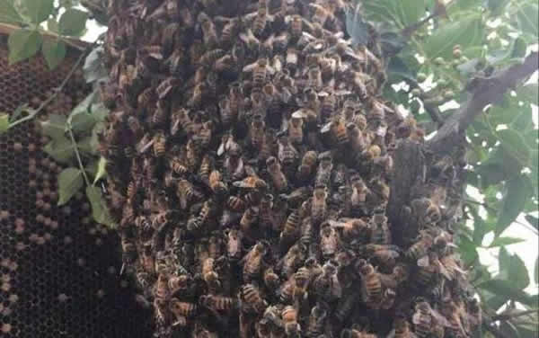 【蜜蜂知识】蜜蜂自然分蜂一年有几次