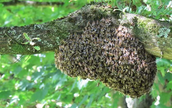 【蜜蜂知识】蜜蜂自然分蜂一年有几次