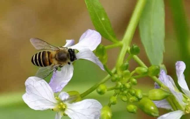 【蜜蜂知识】新手适合养什么蜜蜂