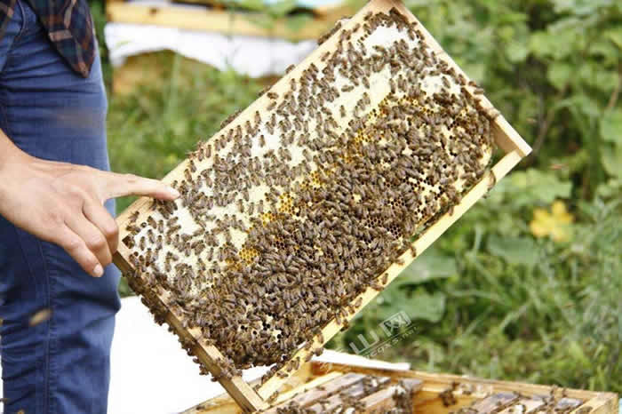 【蜜蜂知识】新手适合养什么蜜蜂