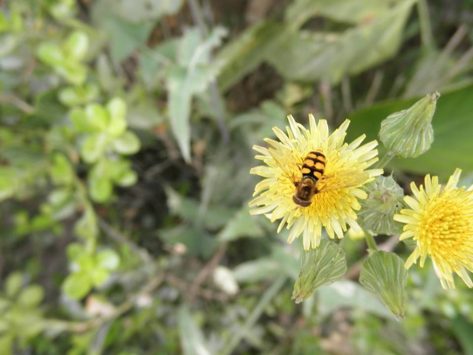 【蜜蜂知识】野蜜蜂怎么抓蜂王