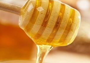 蜜蜂的触角是跟蜂王行礼吗
