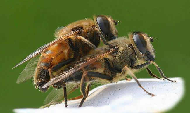 【蜜蜂知识】蜜蜂的生物学特性有哪些