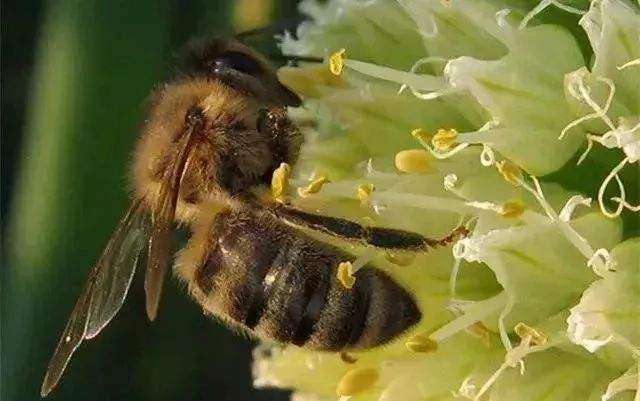 蜜蜂黑蜂病如何防治