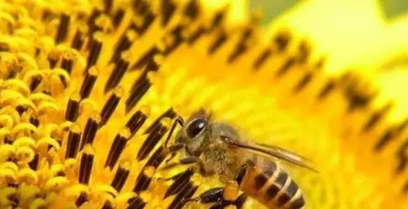 蜜蜂怕冷还是怕热