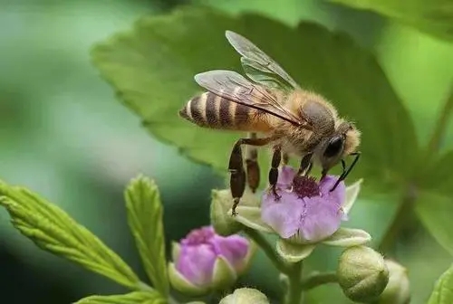 蜜蜂怕冷还是怕热（蜜蜂为什么不怕热）