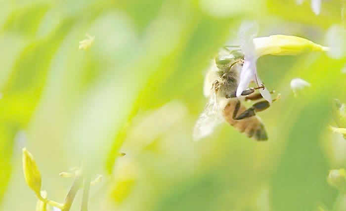 【蜜蜂知识】意大利蜜蜂什么时候开始春繁