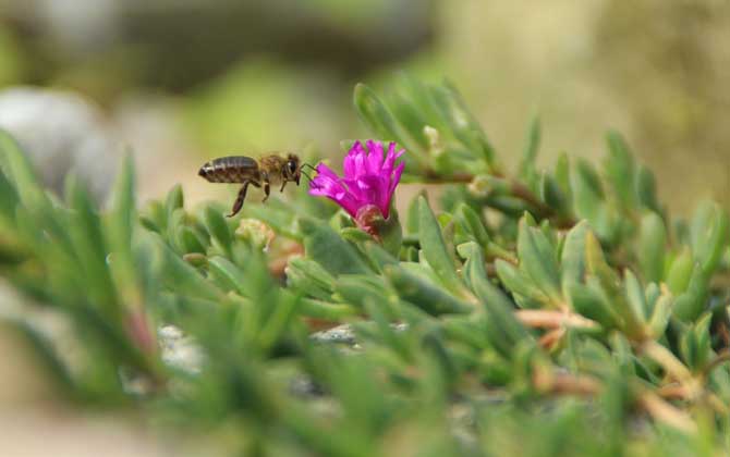 蜜蜂的介绍