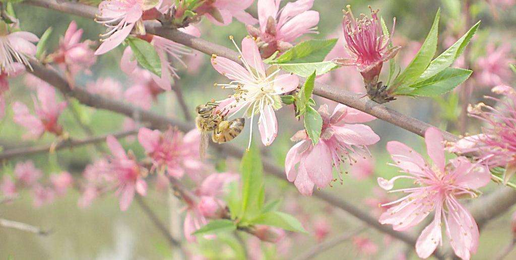 【蜜蜂知识】关于养蜜蜂的基础知识