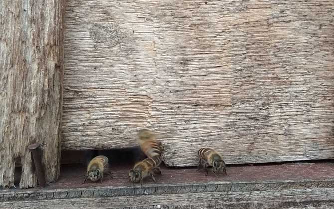 蜜蜂不出巢的原因是什么