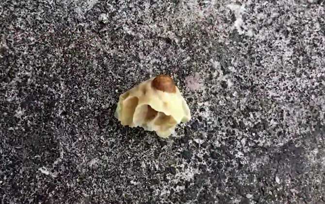 工蜂是怎么杀死老蜂王的