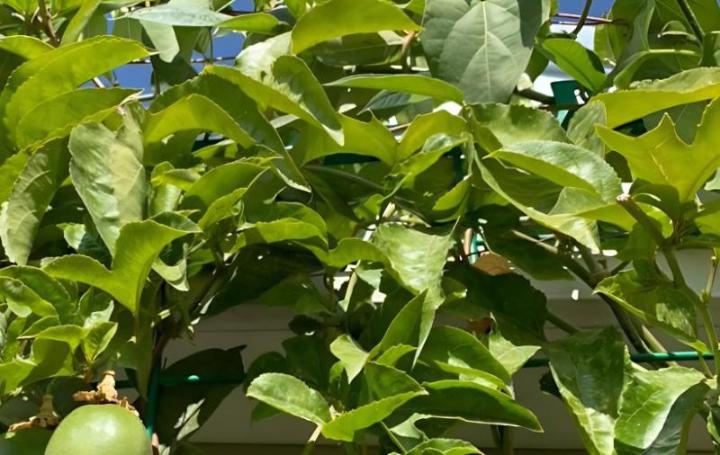 百香果一年可以结果吗