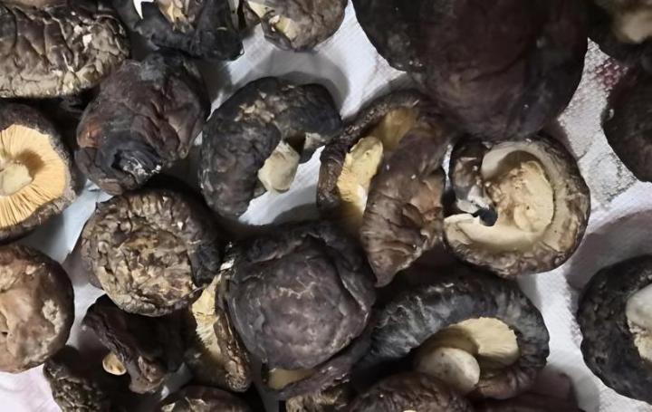 蘑菇喜欢潮湿的环境吗
