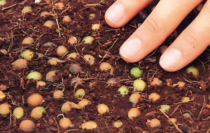 精彩多姿的罗汉松盆景造型大盘点