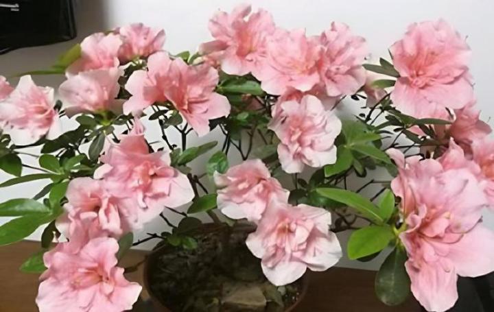 杜鹃花的搭配植物有哪些