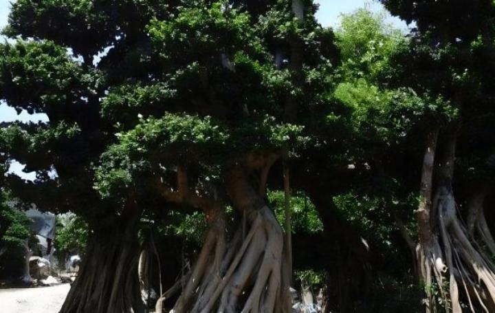 为什么榕树在秋季会脱落叶子